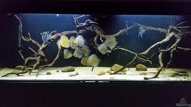 Aquarium Wurzelbiotop 2 (Nur noch als Beispiel) von Bernd N. (24)