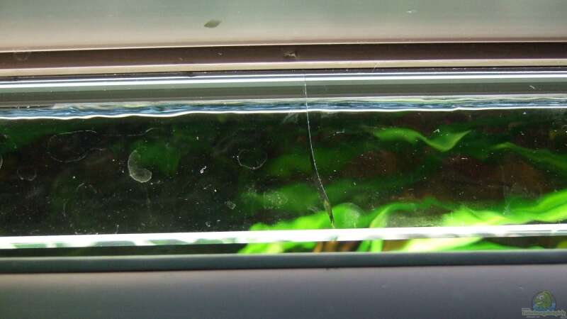 Glasstegbruch - Aquarium musste geräumt werden (erst der 3. Versuch klappte) - Ursache von Oberoesterreicher (8)