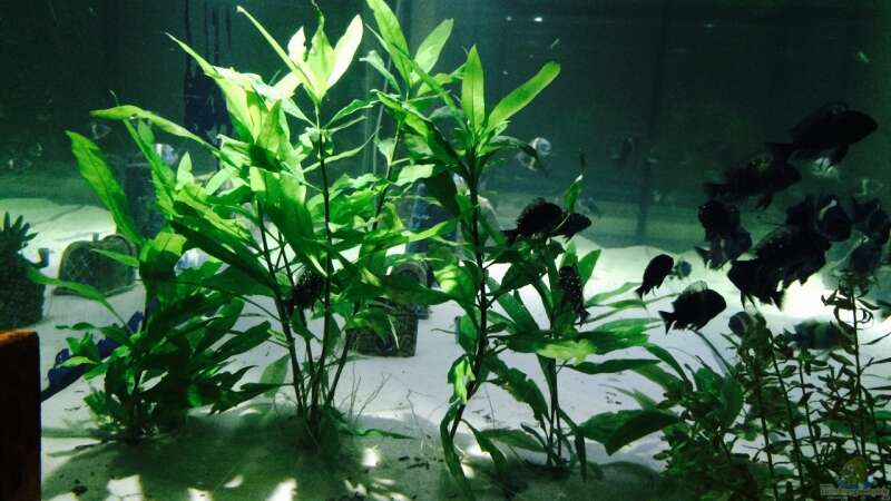 Pflanzen im Aquarium Merlins Tanganjika Traum von Arielle (6)
