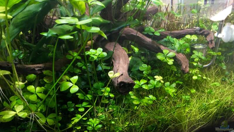 Aquarium Hauptansicht von i love leaves ! von Ayahuasca (1)