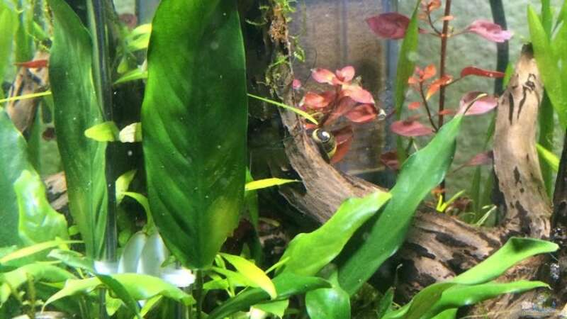 Aquarium i love leaves ! von Ayahuasca (32) (33)