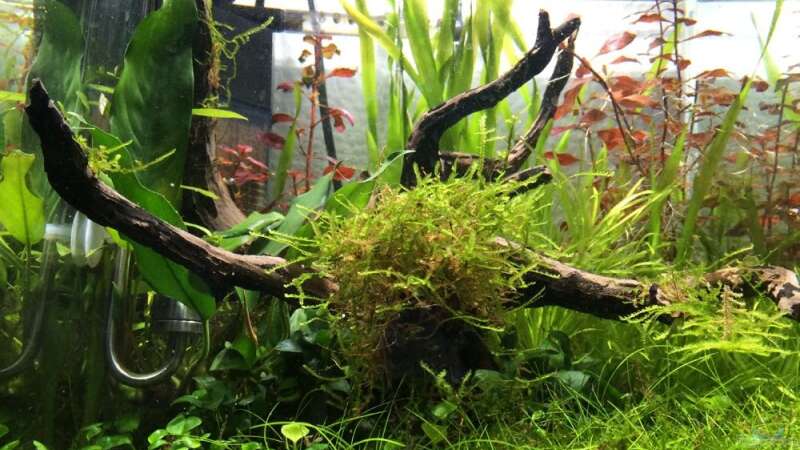 Aquarium i love leaves ! von Ayahuasca (34)