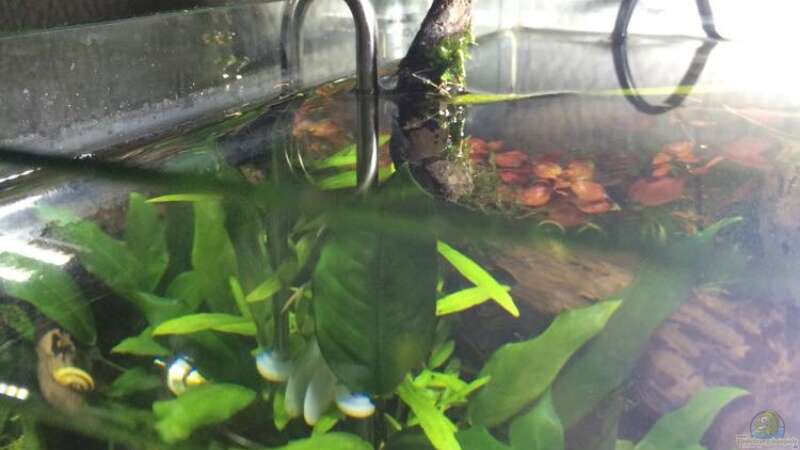 Aquarium i love leaves ! von Ayahuasca (37)