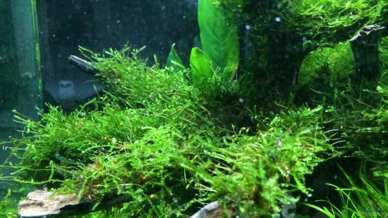 Aquarium i love leaves ! von Ayahuasca (52)