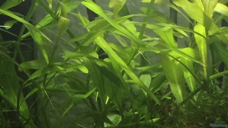 Pflanzen im Aquarium i love leaves ! von Ayahuasca (107)