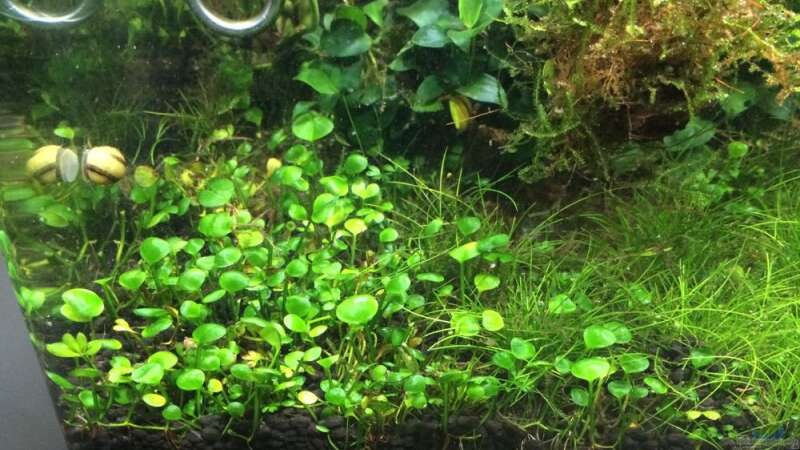 Pflanzen im Aquarium i love leaves ! von Ayahuasca (114)
