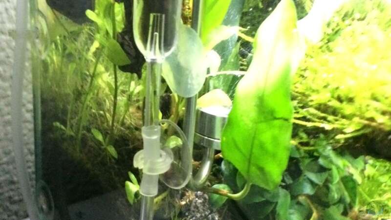 Technik im Aquarium i love leaves ! von Ayahuasca (140)