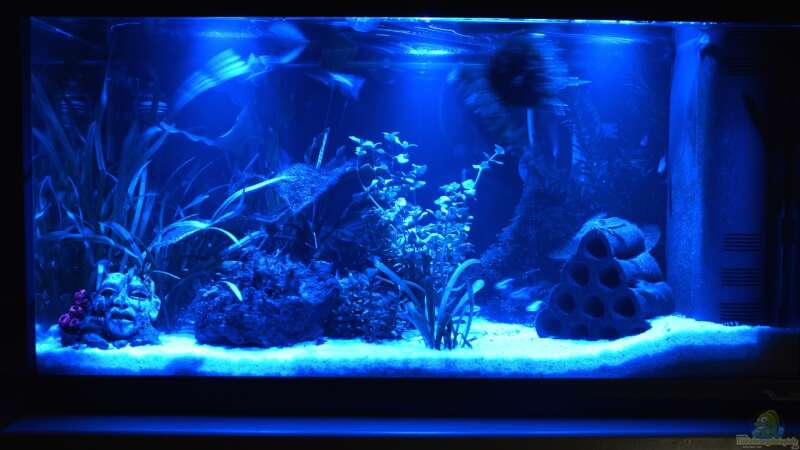Aquarium bei Nacht mit 3 Mond-LED II von Will (5)
