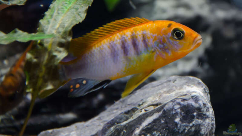 Labidochromis Hongi red top von St3aman (19)
