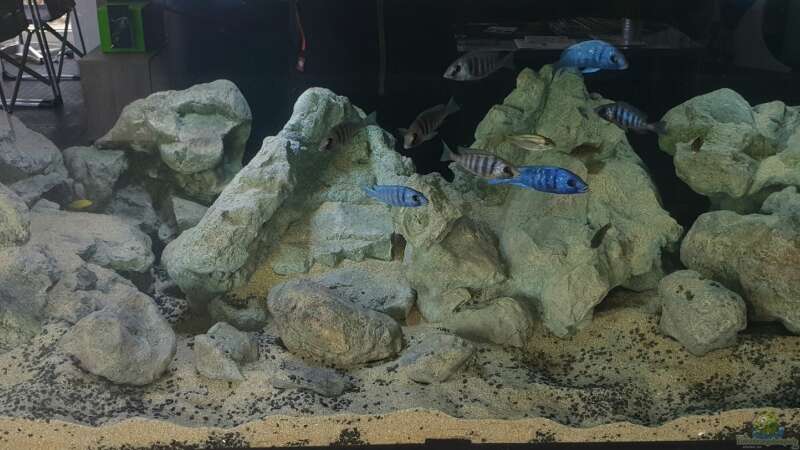 3/5 Placidochromis phenochilus Tansania - Aqua Treff - Bild am ersten Tag im Becken von ehemaliger User (132)