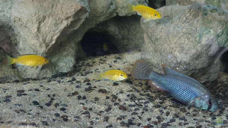 Astatotilapia calliptera +Labidochromis cearuleus yellow kakusa  von ehemaliger User (130)