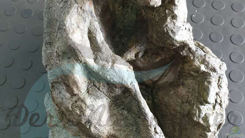 Rockzolid Komodo River K21 von ehemaliger User (93)