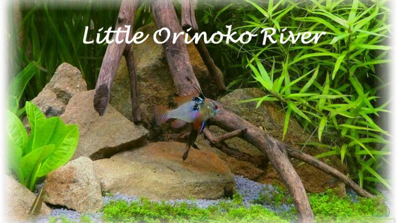 Aquarium Hauptansicht von Little Orinoko River von Sambia (1)
