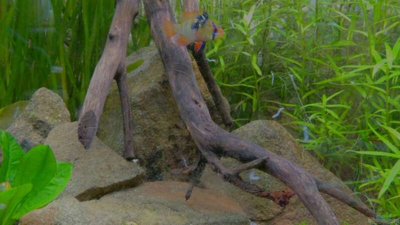 Besatz im Aquarium Little Orinoko River von Sambia (67)