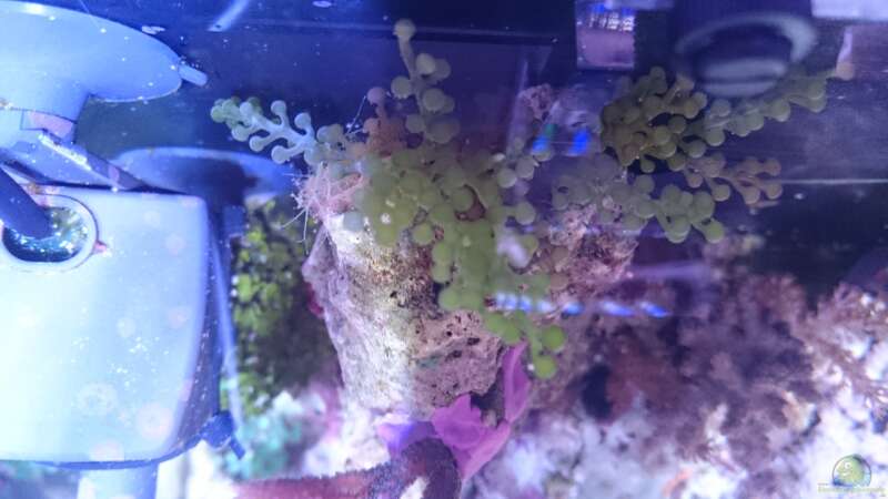 vermutlich eine Caulerpa Alge von Nano Jojo (8)