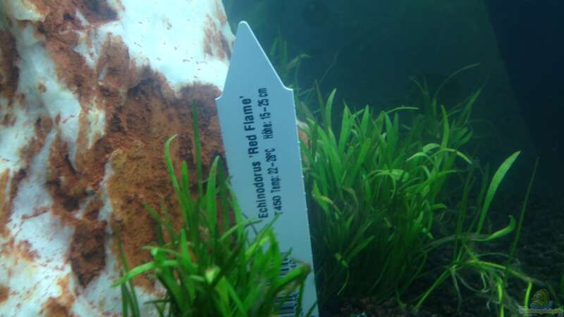 Pflanzen im Aquarium EHEIM proxima 325 von AdAbsurdum (10)