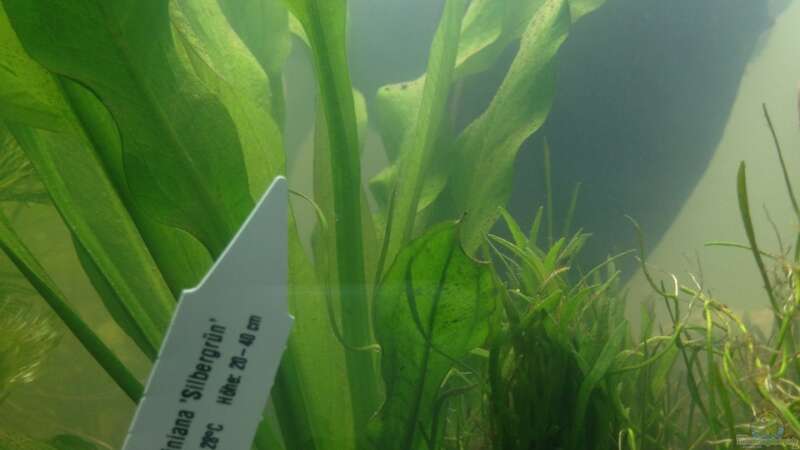 Pflanzen im Aquarium EHEIM proxima 325 von AdAbsurdum (9)