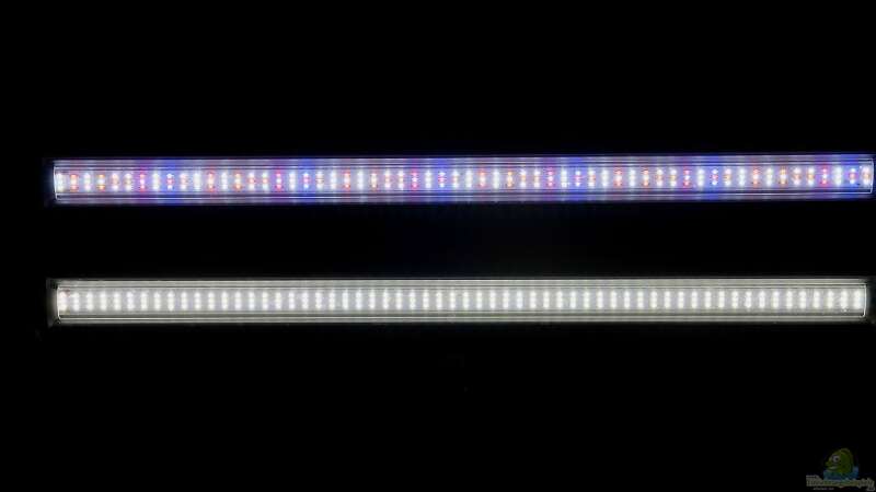 Solar Stinger LEDs oben ´Coral Plant´ unten ´Daylight´ von Nano Jojo (5)