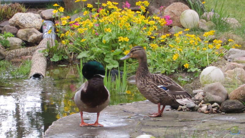Gäste am Teich - 2 Enten hatten sich im zeitigen Frühjahr hierher verirrt von Lily (37)