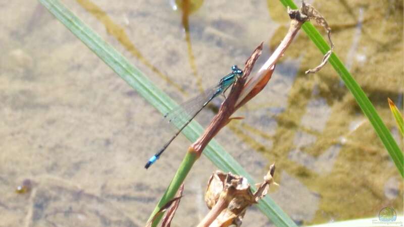Gäste am Teich - Libelle von Lily (38)