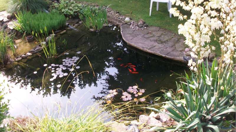 Teich jetzt im Sommer von oben - inzwischen müssen einige Stellen ausgebessert werden von Lily (3)