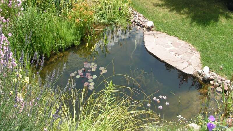 Teich vor ein paar Jahren im Frühjahr von Lily (2)