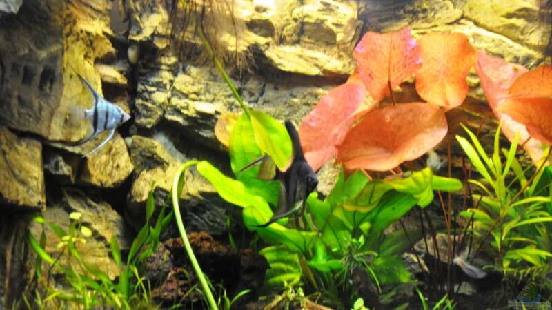 Besatz im Aquarium Rot-Grün-Schwäche von rodpod (28)