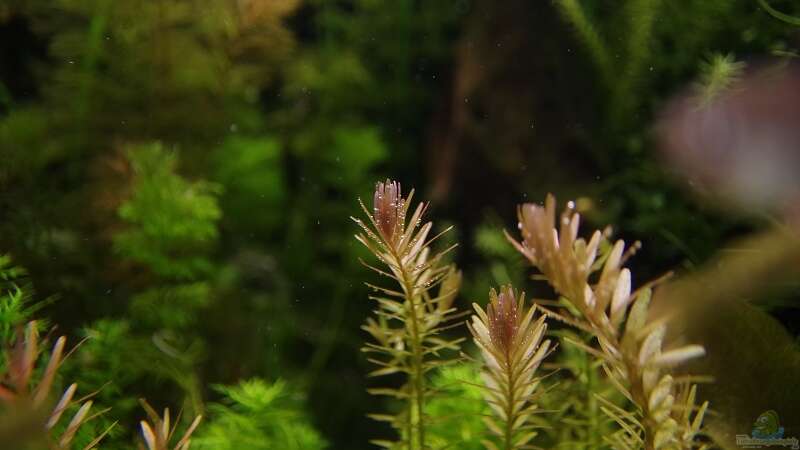 Pflanzen im Aquarium Becken 30769 von Nobody (29)