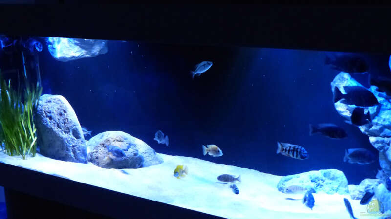 Aquarium Dream of Njassasee von Okrim (3)