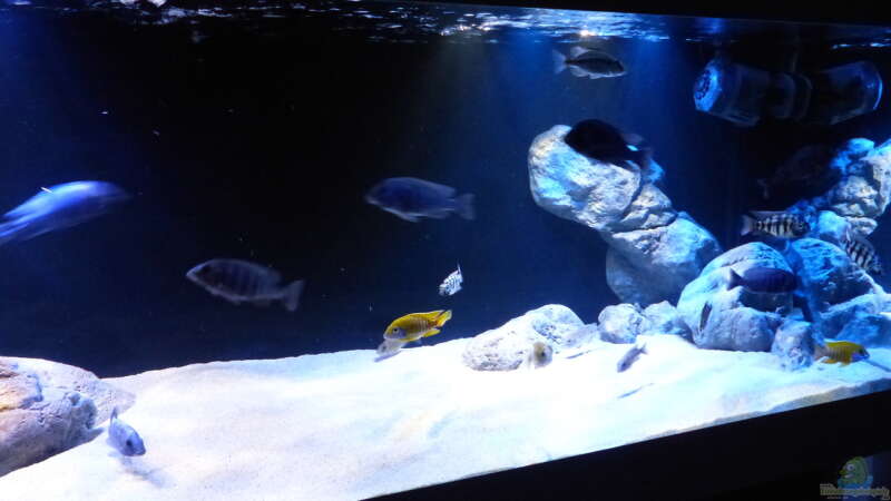 Aquarium Dream of Njassasee von Okrim (7)