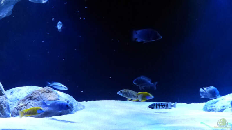 Aquarium Hauptansicht von Dream of Njassasee von Okrim (1)