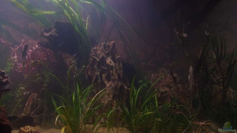 Pflanzen im Aquarium Becken 30852 von Nobody (26)