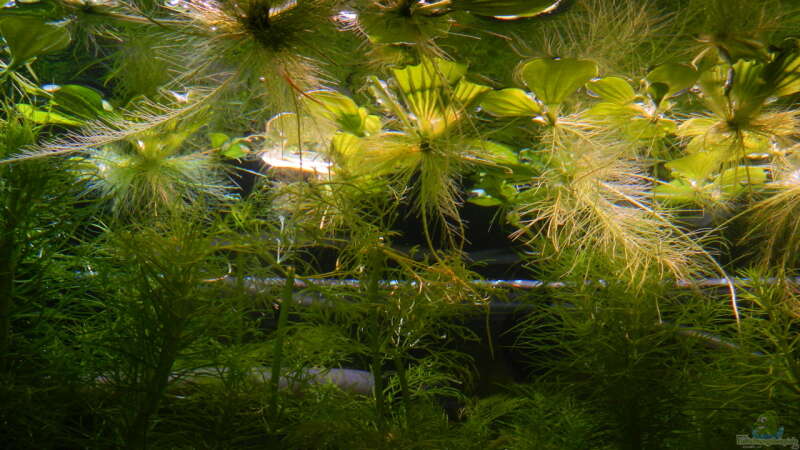 Pflanzen im Aquarium Blue-Eyed Angels (nur noch Beispiel) von Nick3 (26)