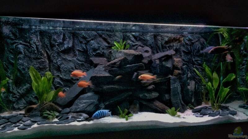 Aquarium Hauptansicht von Kleines Heim von Flo87 (1)