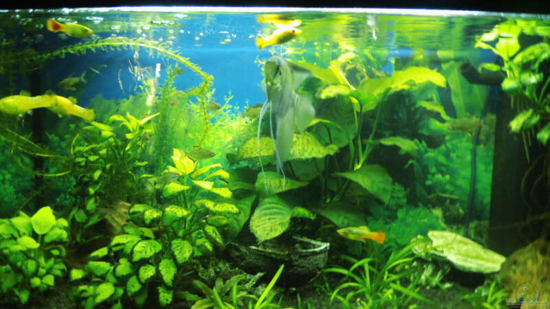 Aquarium Mein erstes Becken von aqua david (10)