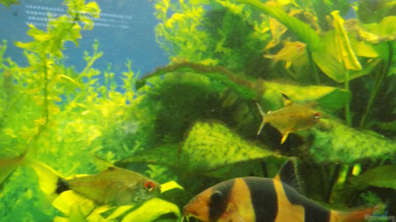 Besatz im Aquarium Mein erstes Becken von aqua david (30)