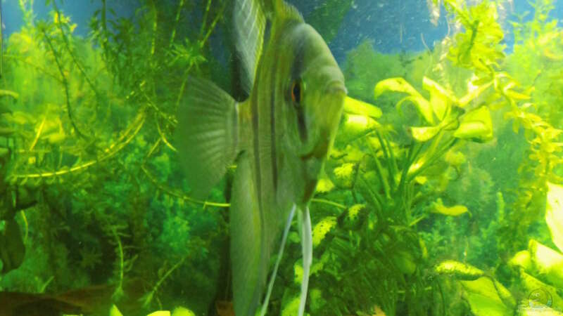 Besatz im Aquarium Mein erstes Becken von aqua david (33)