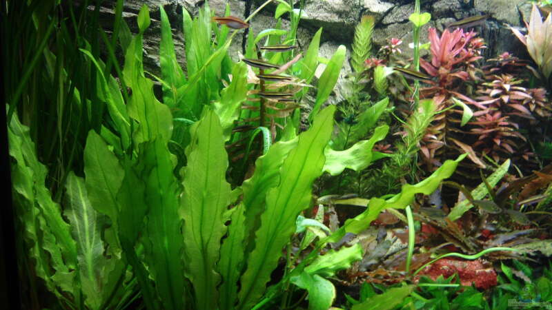 Pflanzen im Aquarium Juwel 450 von Pico (5)
