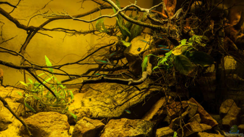 Dekoration im Aquarium P. taeniatus von Cichlid Power (9)