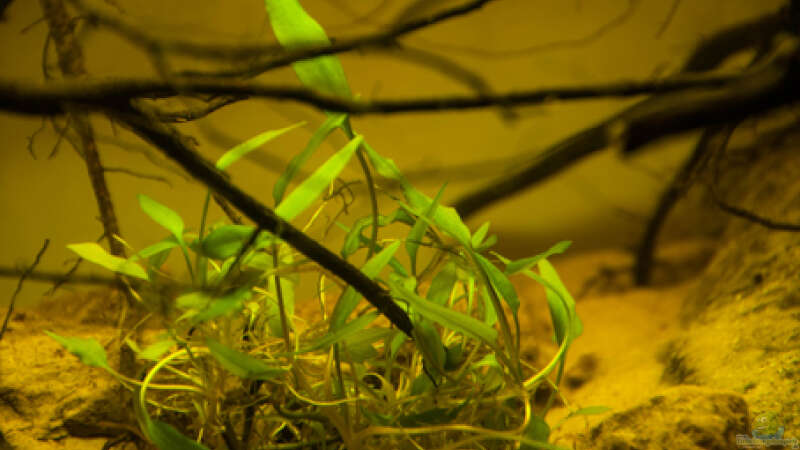 Pflanzen im Aquarium P. taeniatus von Cichlid Power (5)
