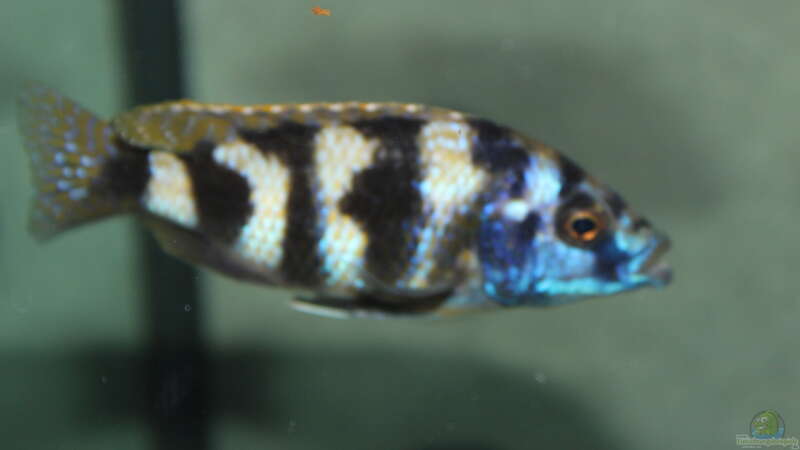 Protomelas sp. "mbenji thick lip" im Aquarium halten (Einrichtungsbeispiele für Protomelas mbenji thick lip)