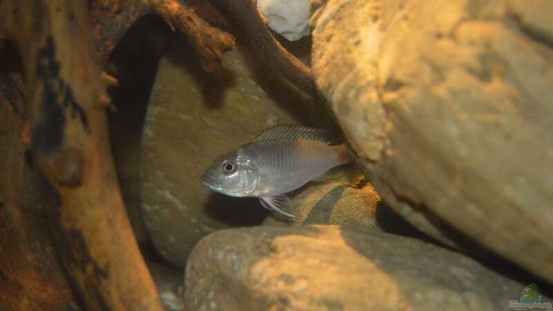 Ctenochromis polli im Aquarium halten (Einrichtungsbeispiele für Haplochromis polli)  - Ctenochromis-polliaquarium