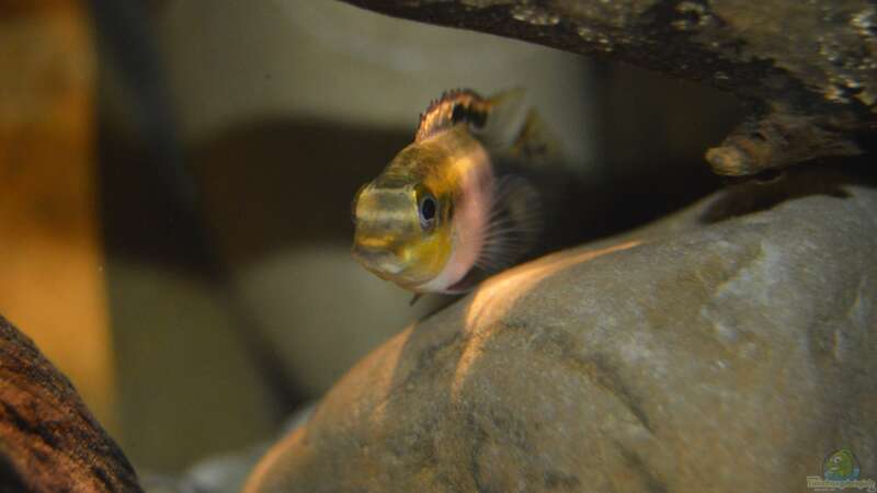 Pelvicachromis Pulcher female von David Breuers (39)