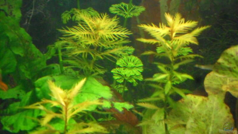 Pflanzen im Aquarium mini becken von kleines becken (3)