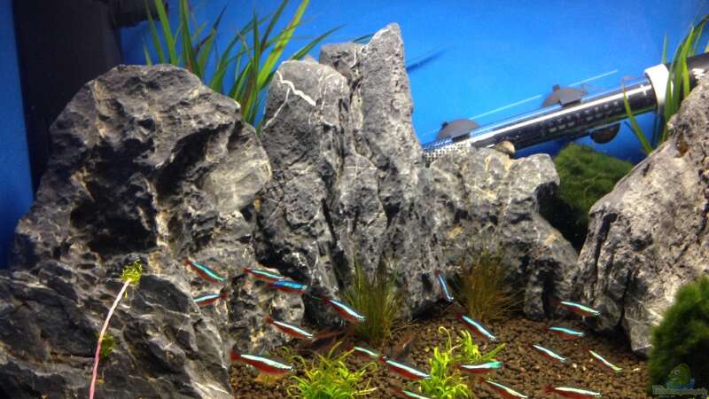 Aquarium Minigebirge von chewi86 (3)