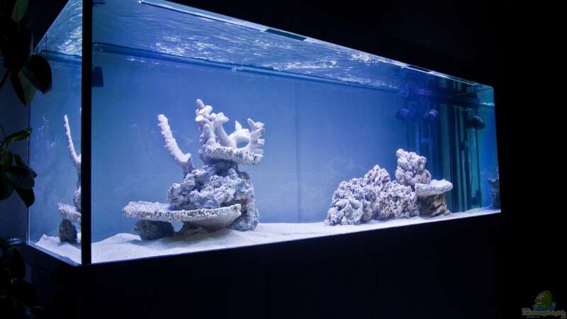 Meerwasseraquarium mit 35 kg totem Gestein von MH (5)