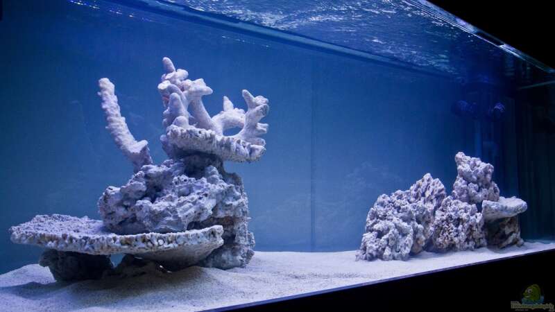 Meerwasseraquarium mit 35 kg totem Gestein von MH (7)