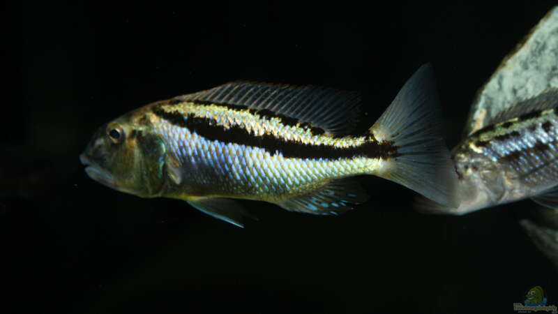 Aristochromis Christyi von Swenni (52)