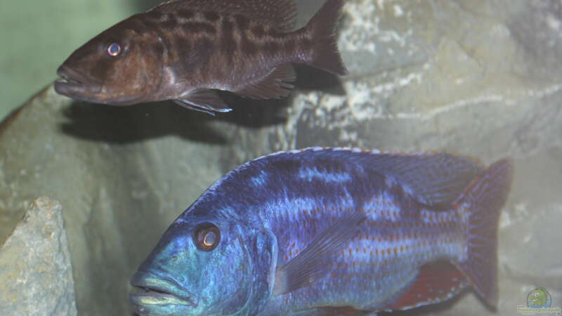 Nimbochromis fusco Paar von Swenni (58)