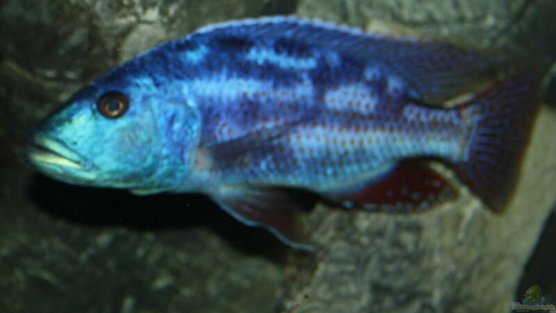 Nimbochromis fusco von Swenni (53)